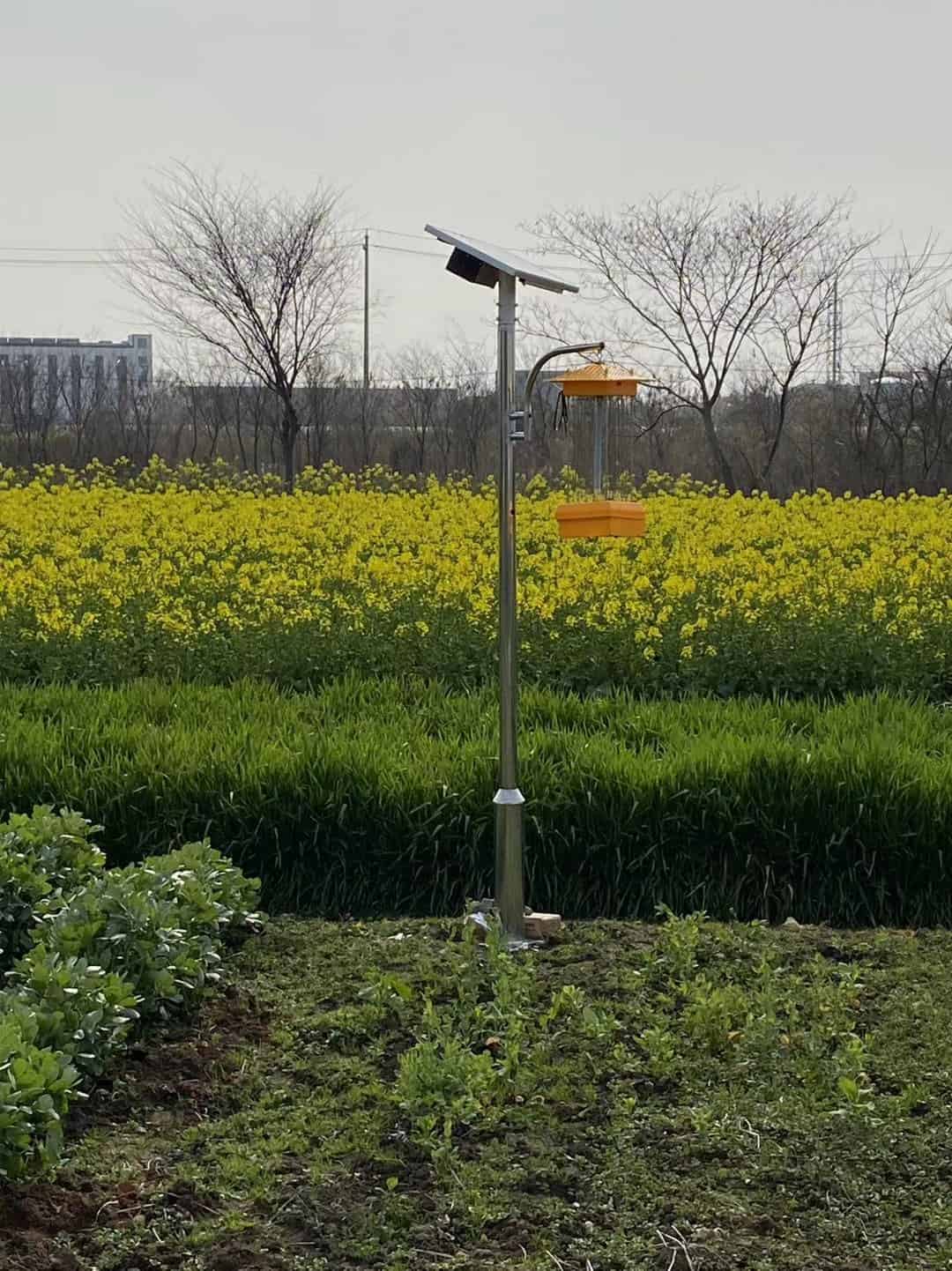 Luz insecticida solar en el campo vegetal